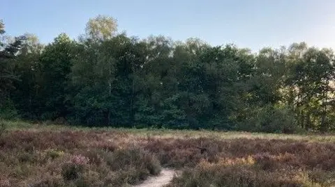 Zoe Applegate/BBC Heathland and trees.