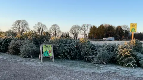 Pile of Christmas trees next to a gravel path, with a sign saying 'Tree Recycling This Way'. Behind is a frosty field and trees outlined against a blue sky.