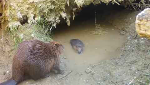 Cefn Garthenor An adult beaver with the new kit which is swimming in a dirty pond. The adult beaver is on the left watching on. The ground around is is muddy with bits of grass.