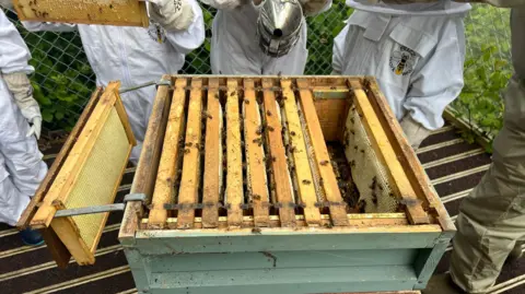 Pupils checking their beehive at the school