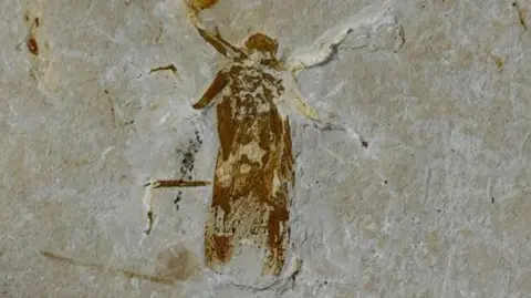 North Yorkshire Police Insect fossil close-up