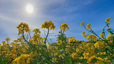 Les at Large flowers