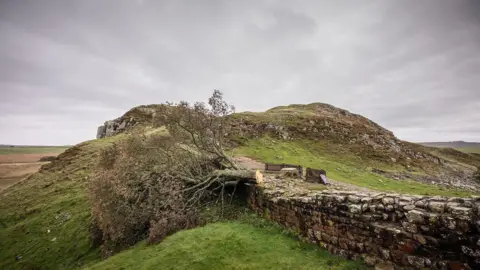 National Trust/Bec Hughes The felled Sycamore Gap tree lies on top of a section of Hadrian's Wall in Northumberland last year.