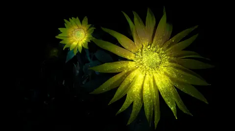 David Atthowe/Reveal Nature Sunflowers under a UV light. The flowers glow bright yellow and appear to sparkle.