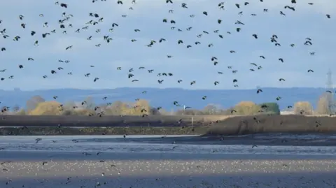 Flock of birds flying over wetlands with grass and hills in the background. There are about 100 dark coloured lapwing birds. The sky is blue and the sun is shining