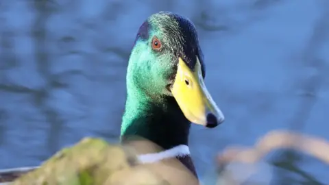 Peterborough Walks A green necked duck with a yellow beak, looking directly into the camera, with the water seen in the background.