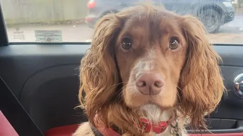 A brown spaniel with long, wavy ears sits on the back seat of a car, looking directly at the camera. The dog is wearing a red harness and is secured with a seat belt.