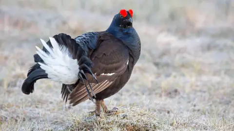 North Pennines National Landscape / Martin Rogers Photography A black male grouse stands with its chest puffing out in grassy moorland. The bird is very visually striking, with black/dark blue feathers, a white tail and red decorative eyebrows. 