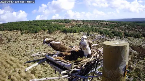 Forestry England Two ospreys sit on a nest where they have made a rectangular nest. Behind them is a hill with sparsely planted sitka spruce.