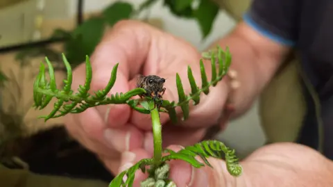 Pete Hughes Hands holding a plant with a Cicada resting on it