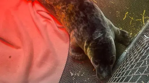 GSPCA A view from above of Road in the cage where he is being looked after at the GSPCA. His head is close to the fence on the right side and next to him is a blanket. 
