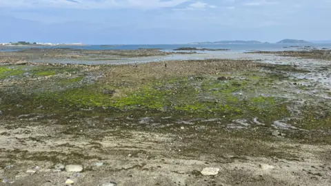 Belle Greve Bay - A grey/brown stoney bay covered in green algae with the island's of Herm and Jethou in the background. 