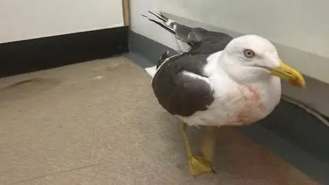 The seagull standing up with blood on its chest