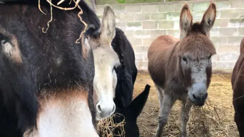 A picture of donkeys lined up. They are all different in colours. They are stood on hay. 
