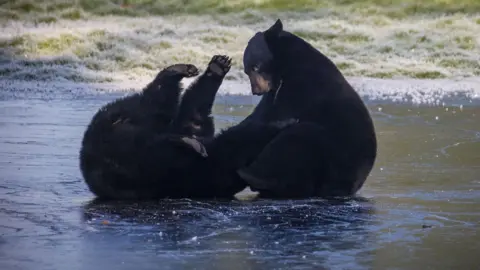 PA Media Two black bears face one another and interact on the frozen lake, which looks almost black. There is frozen grass in the background. The bear on the left is on its back with its legs or paws in the air, while the other bear sits next to it and pats it. It is hard to see where one bear ends and the other begins!