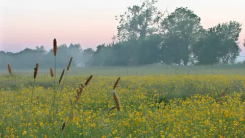 Supplied A wildflower meadow in Nottinghamshire