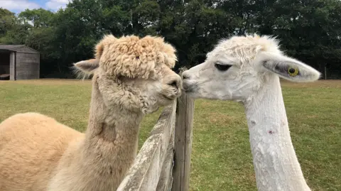 A light brown alpaca on the left nuzzles a white llama on the right across a thin wooden fence. Both are in fields of short grass