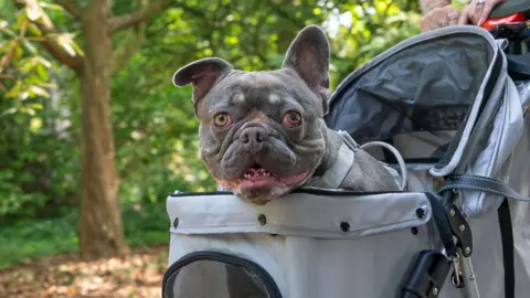 Staffordshire County Council A brown-coloured French bull dog in a grey pram. The top of the pram is open, and the dog is looking at the camera. There are trees in the distance.