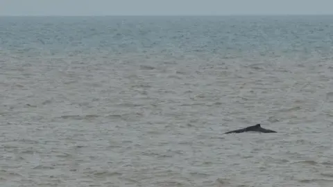 Beth Clyne A humpback whale's fin and body submerged in water far away in the sea