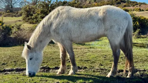 New Forest Explorer A large white horse eats grass in the rugged countryside.