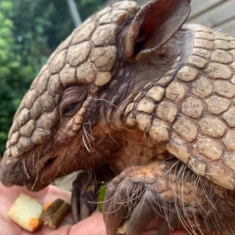 Exotic Zoo An armadillo feeds from the hand of a keeper. She is pictured side-on, with her long claws resting on the keeper's hand which has pellets and fruit in it. 