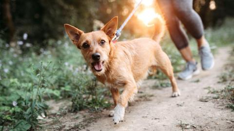 A stock image of a small dog being walked on a lead