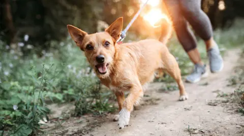 Getty Images A stock image of a small dog being walked on a lead