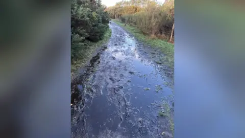 Suzanne Kemble A very muddy footpath with lots of puddles surrounded by trees. 
