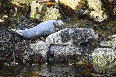 Victor Tregubov Two grey seals lie on rocks covered in seaweed.