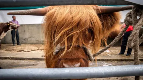 PA A close-up of a Highland Cow, looking out from behind a metal gate, wearing a rope headcollar. In the background, a brown and white cow can be seen being led by a man in a checked purple shirt and blue jeans.