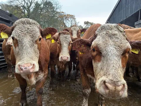 Four red and white cows looking into the camera