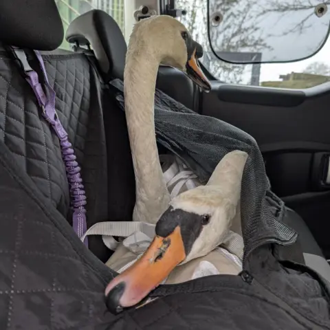 Karen Twine Two swans strapped into a swan carrier in the back sea of a car. One has its face and beak lying across the back of the other swan. 