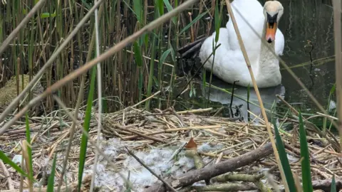 A swan is floating on the water in the background through the reeds. In the foreground, is the nest with some white feathers piled on it.
