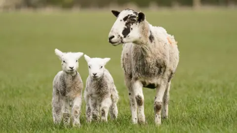 A close-up of a white sheep with some black spots on its head and two white lambs standing in a field of green grass.