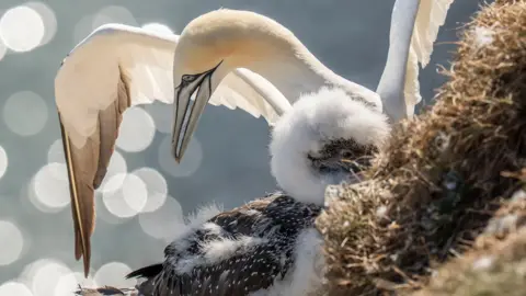 PA Media A white bird with a long grey beak spreads its wings as it stands beside a fluffy white and black chick, with part of a nest visible in the foreground. The camera lens has captured dappled sunlight in the background, which is out of focus.