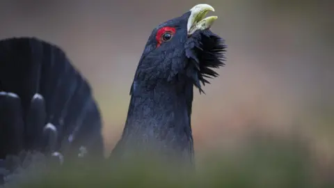 Getty Images Capercaillie