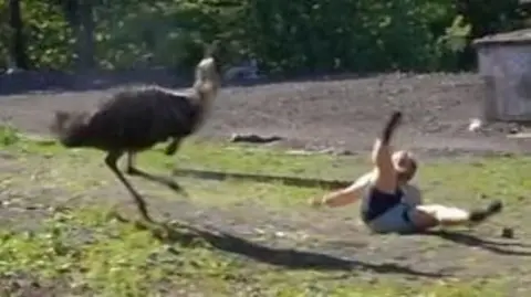 A man falling onto the ground with his legs in the air as an emu stands nerby