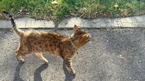 Red and brown cat walking along a road with grass area behind