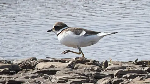 A view of a ringed plover bird. It is a small bird that is largely white with some brown feathers.