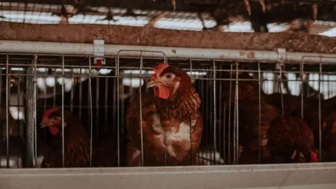 Getty Images A chicken poking its head through the bars in a cage