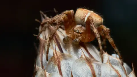 Adam Morgan/Ciara Kaneen A very zoomed in shot of a spider sat on a plant. The spider is brown and you can see its eyes and legs clearly.