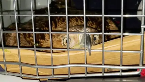 AFP Feliks the eagle looks forlorn as he gazes out of a cage.