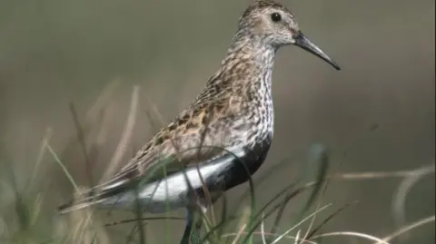 Chris Gomersall Dunlin bird stands in green grass. It has brown and white speckled feathers and has a long dark brown beak. Its underbelly has darker feathers.