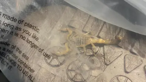 Scorpion in package