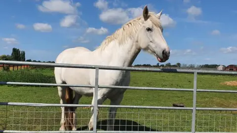 Contributed Bess is a white coloured horse with a white mane. She is pictured standing in a grass field with her head hanging over a metal fence.