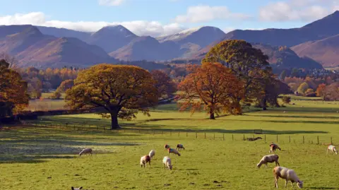 In the foreground a field with sheep in, behind are trees which are just turning autumn colours. Beyond that are dark brown and purple mountains which have a dusting of snow on the very tips. It's a bright and sunny day with a pale blue sky and some scattered white clouds.
