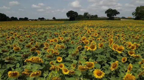 A huge field full of yellow sunflowers