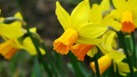 Close up of daffodils