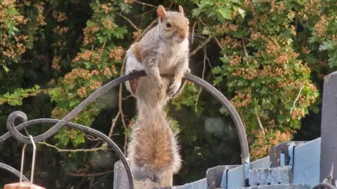 A squirrel with brown and gold fur, rests on the top of an iron curves railing. Trees are behind him.