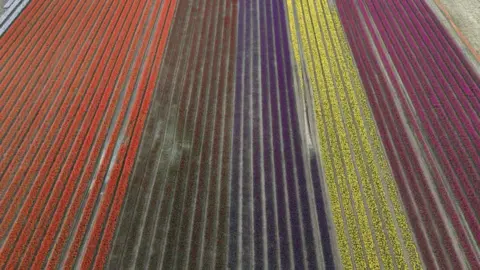 Shaun Whitmore/BBC Drone image of colourful rows of tulips.